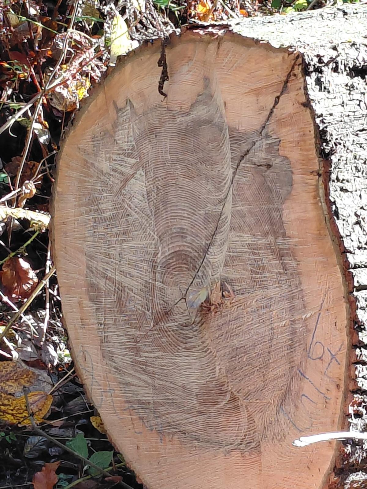 European Ash logs