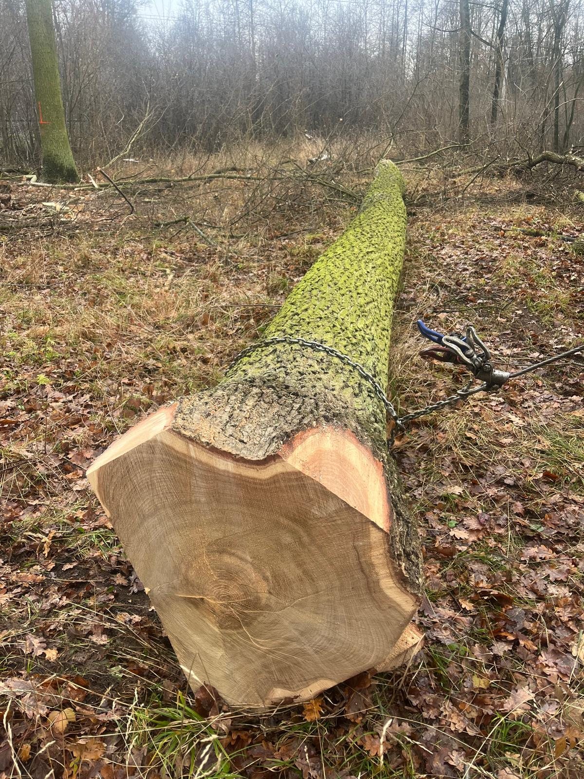 European Beech logs