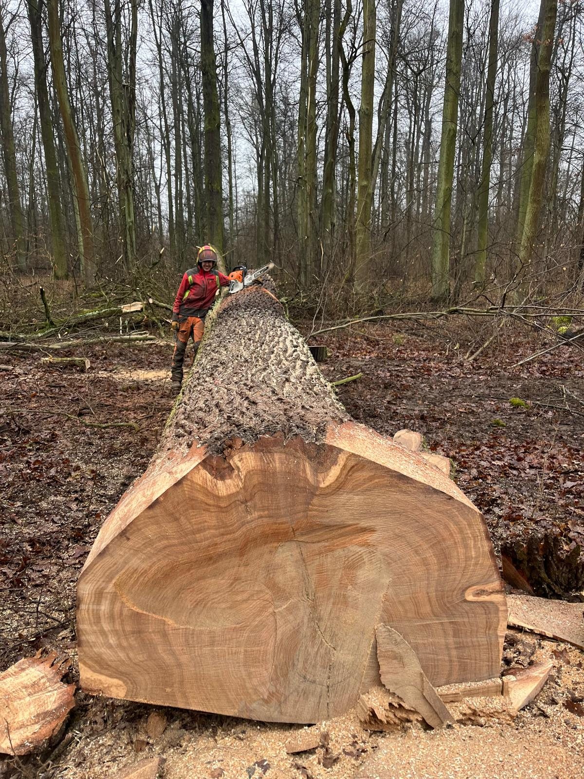 European Oak logs
