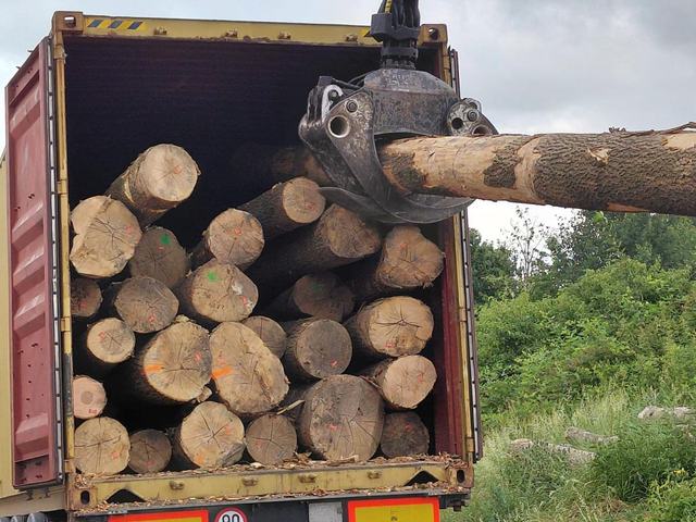 Nakládka a export – AZ FOREST 2