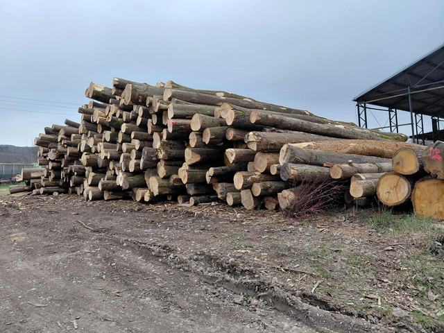 Nakládka a export – AZ FOREST 7