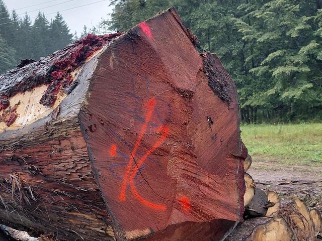 Kulatina a sklady – AZ FOREST 32