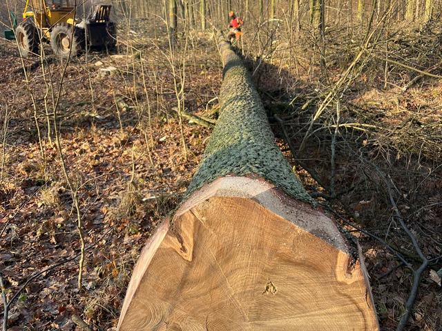 Kulatina a sklady – AZ FOREST 55