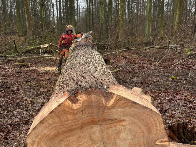Kulatina a sklady – AZ FOREST 57
