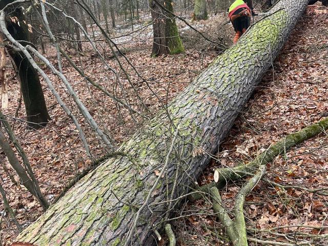 Kulatina a sklady – AZ FOREST 61
