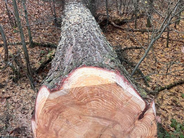 Kulatina a sklady – AZ FOREST 62