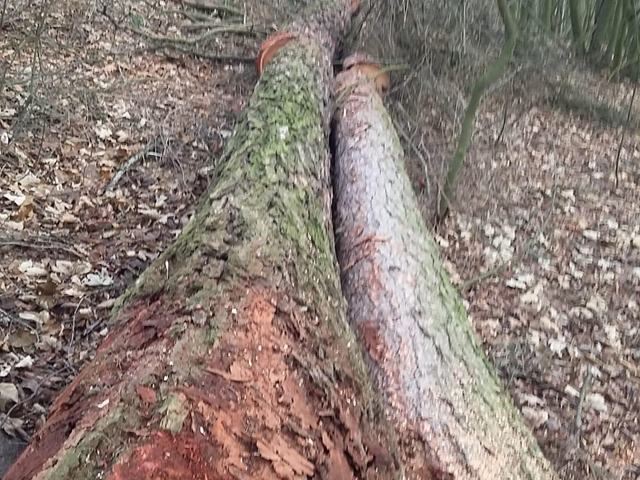 Těžba v lese – AZ FOREST 63