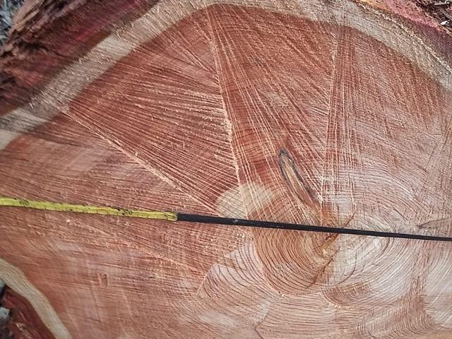 Těžba v lese – AZ FOREST 65