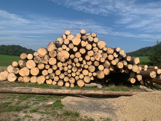 Těžba v lese – AZ FOREST 69