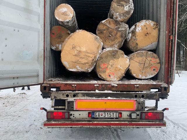 Těžba v lese – AZ FOREST 77