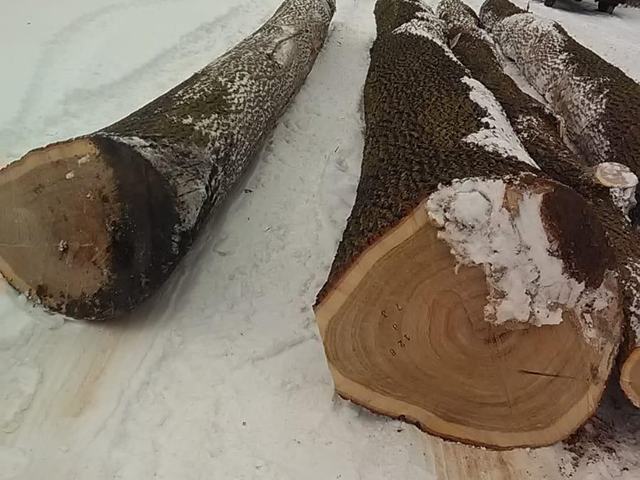 Těžba v lese – AZ FOREST 78