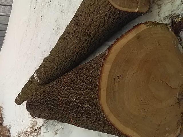 Těžba v lese – AZ FOREST 81