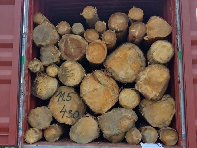 Těžba v lese – AZ FOREST 85