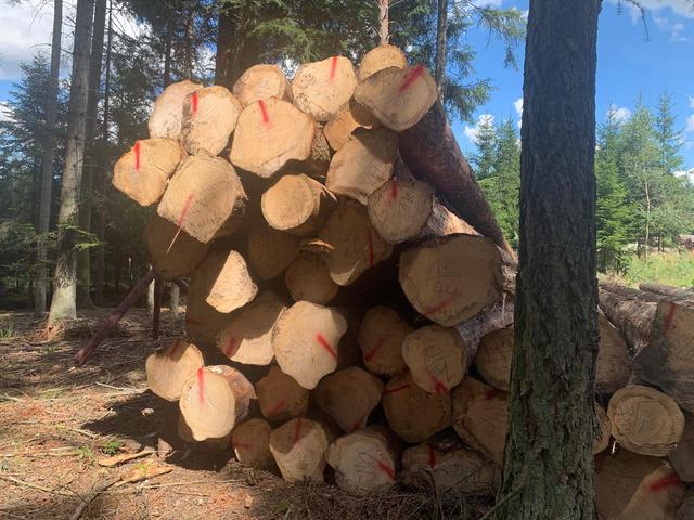 Těžba v lese – AZ FOREST 86