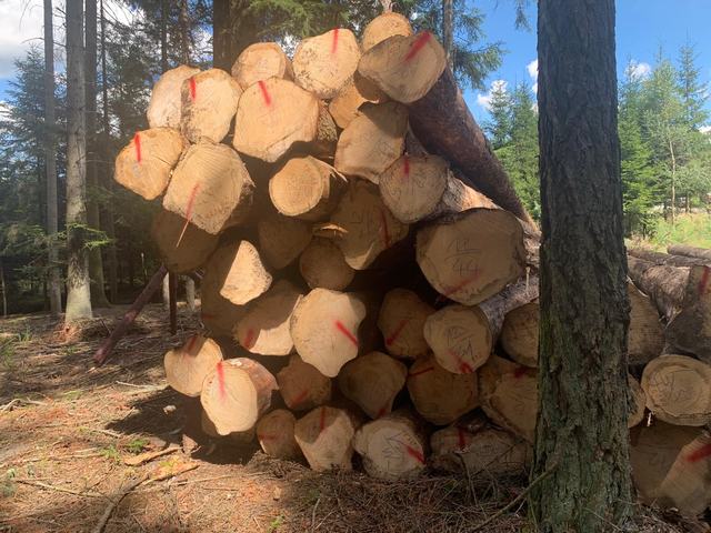 Těžba v lese – AZ FOREST 87
