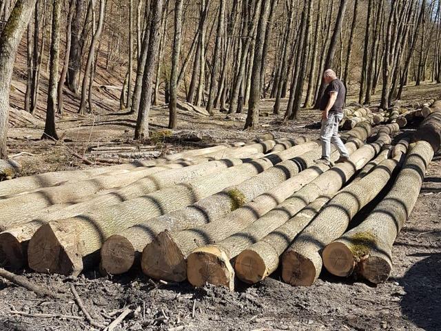 Těžba v lese – AZ FOREST 89